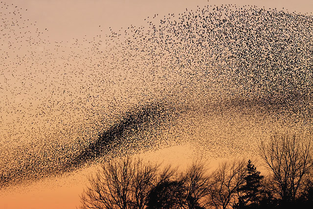 Photo d'un nuage d'oiseaux