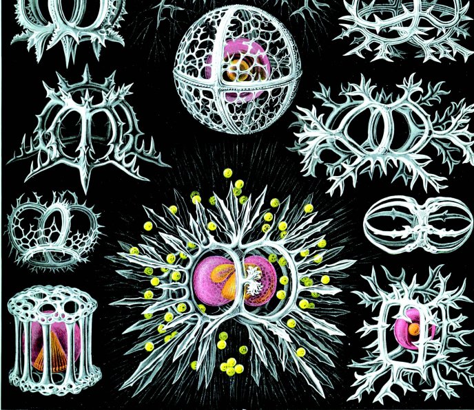 E. Haeckel, "Stephoidea", Kunstformen der Natur (1904), plate 71