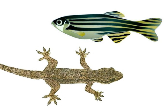 Vertebrates