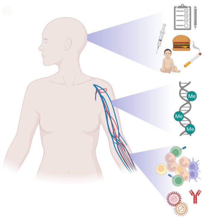 Schéma d'études des effets non génétiques sur le méthylome de l'ADN sanguin en fonction de différentes corrections pour l'hétérogénéité cellulaire