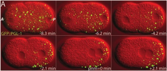 Image d'une cellule embryonnaire de ver rond