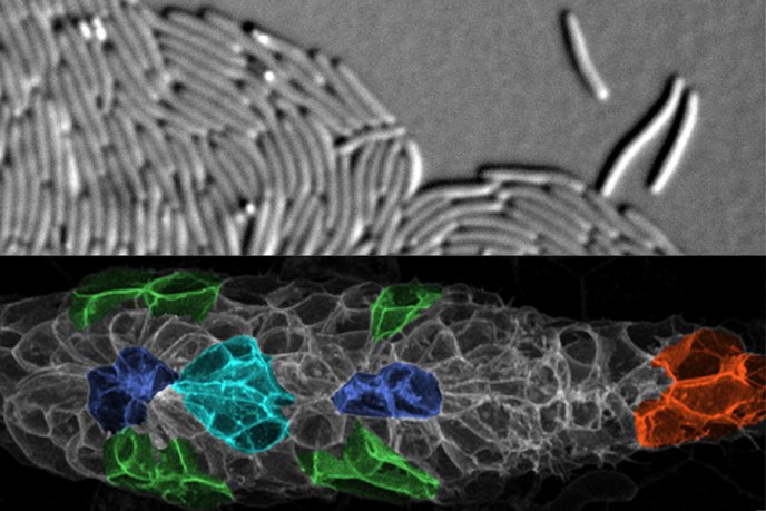 cells