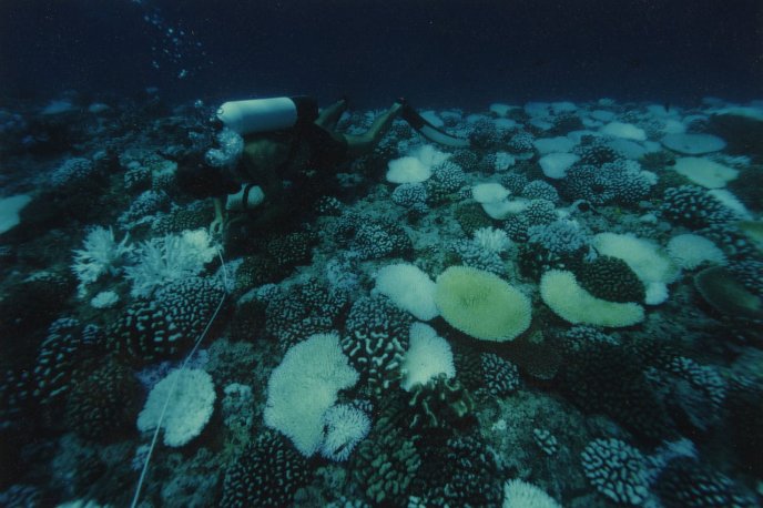 Tahitian corals