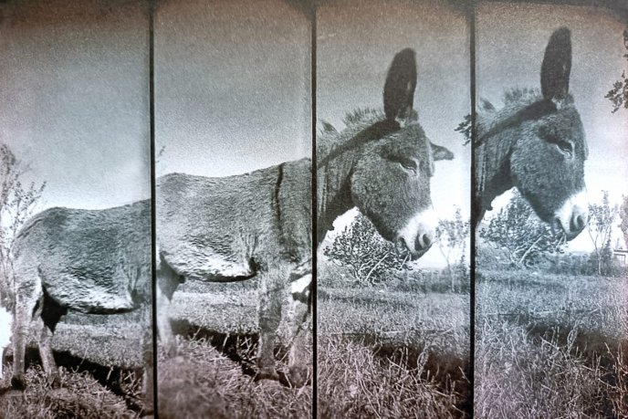 Cut-out photo of a donkey
