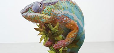 Multicolored chameleon