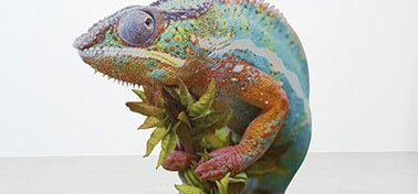 Caméléon multicolore