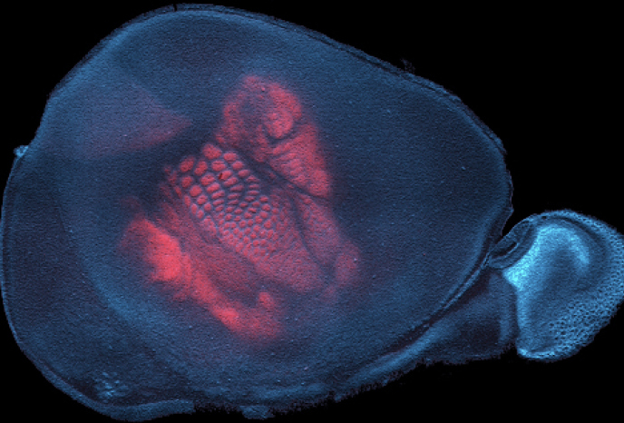 Carte sensorielle dans un cortex de souris mis à plat visualisée par les axones thalamocorticaux (Rouge) et une contre-coloration des noyeux cellulaire (cyan)