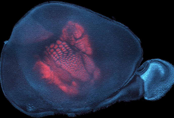 Sensory map in flattened mouse cortex visualized by thalamocortical axons (red) and counterstaining of cell nuclei (cyan)
