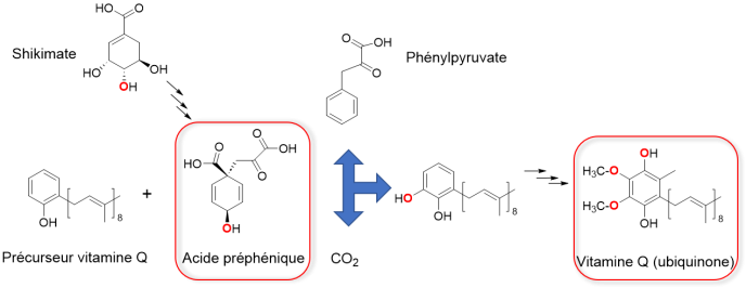 Scheme Prephenic acid