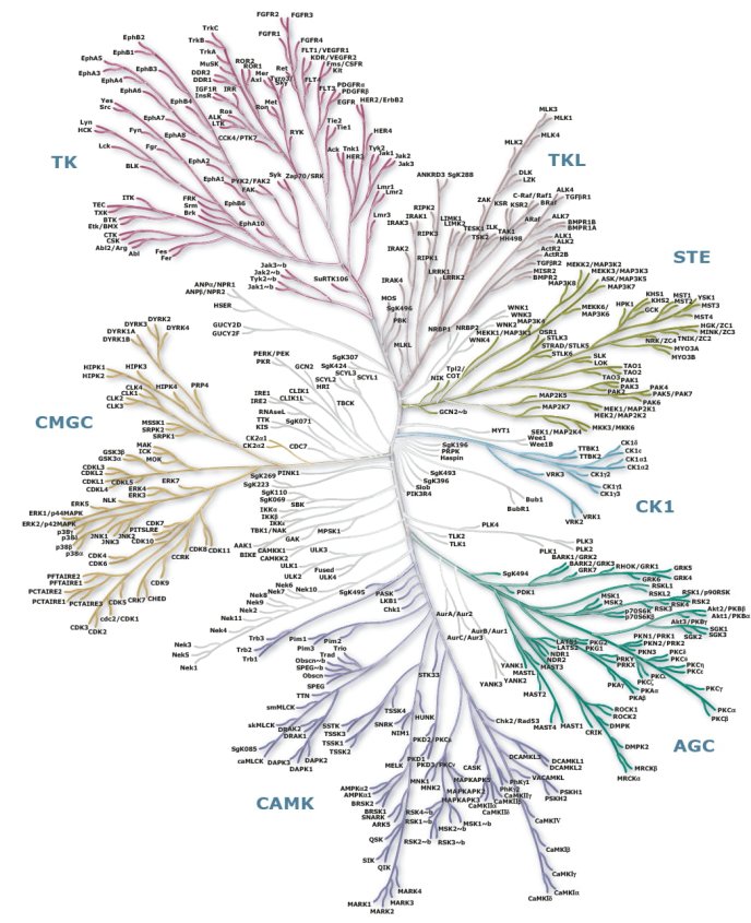 The Human Kinome © 2007 Cell Signaling Technology