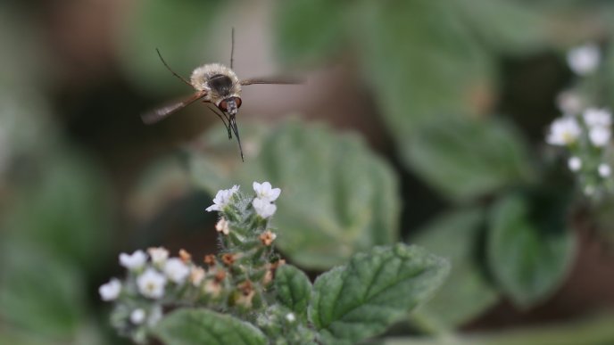 Insect flying and pollinating a white flower