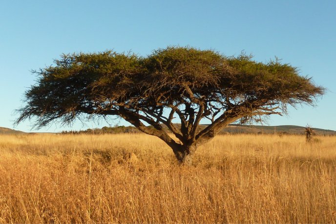 Photo of an Acacia Vachellia tortilis
