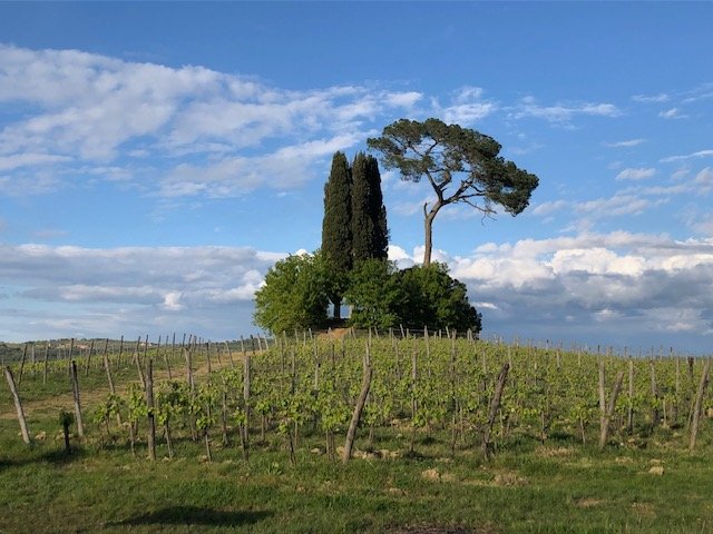 Rizzi 2023-2024 vignette