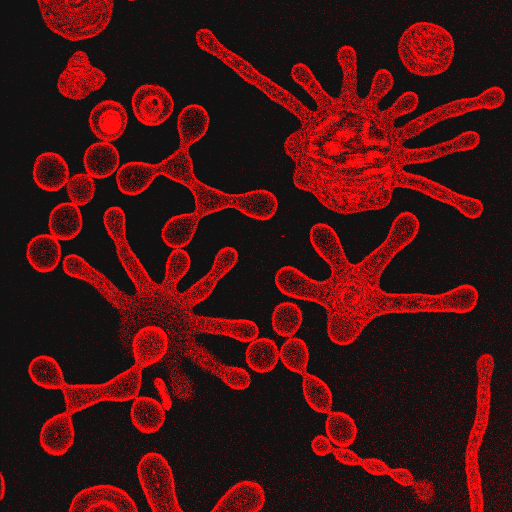 Polymeric vesicles (polymersomes) dividing under osmotic pressure difference observed by fluorescence microscopy