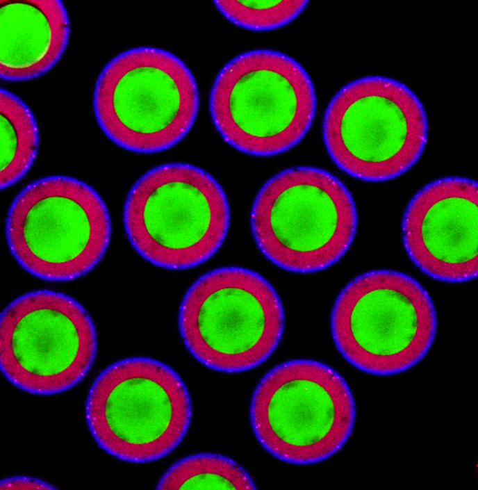 Compartmented vesicles as a cellular mime 