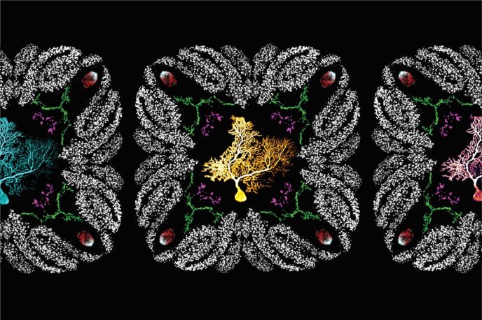 Connexions cérébrales