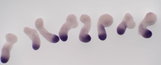 Expression du gène Cyp26a1 dans des gastruloides de souris