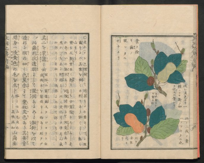 Ouvrage d'horticulture en japonais du XIXe siècle
