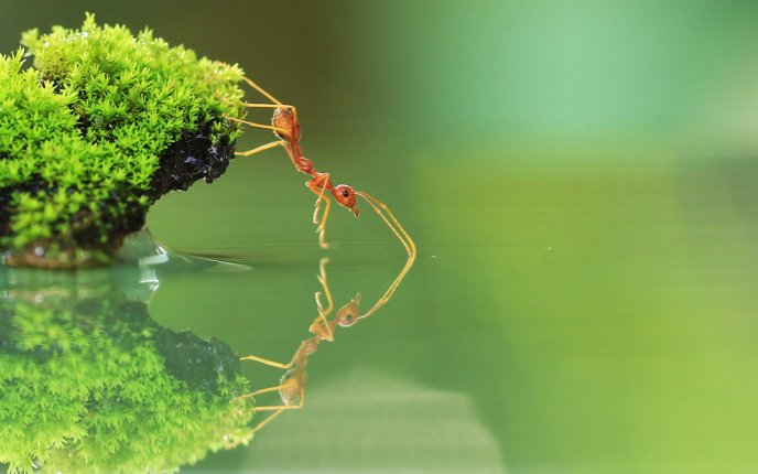 An ant drinking