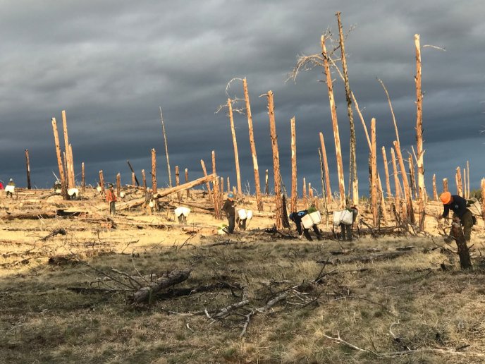 Forêt dévastée avec des arbres calcinés et des personnes en train de nettoyer les débris.