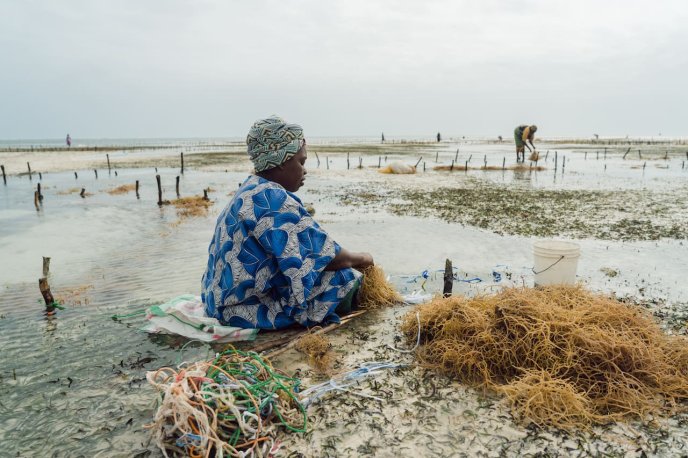 Femme travaillant dans une exploitation d’algues en bord de mer, entourée de filets et de végétaux.