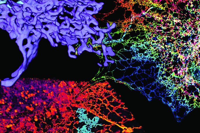 Image microscopique colorée montrant des structures cellulaires complexes : 