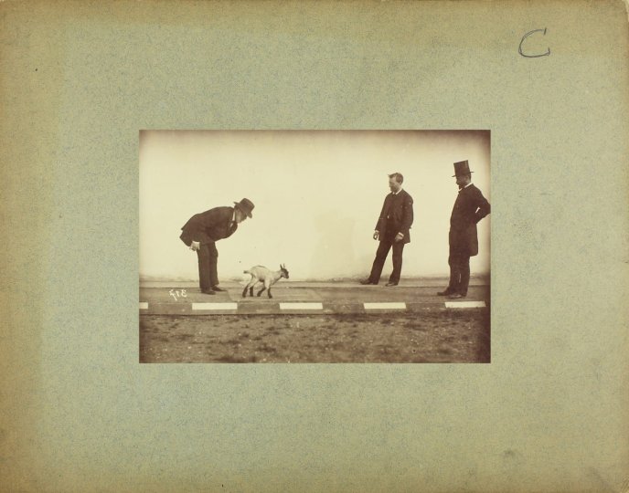 Etienne-Jules Marey : marche du chevreau