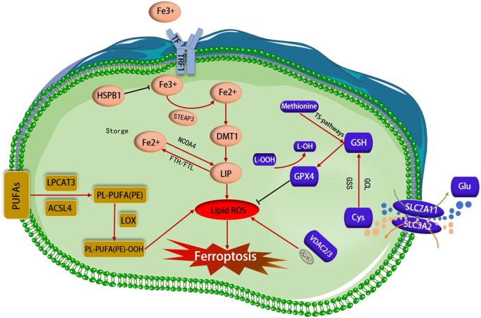 Schéma de la ferroptose : mécanismes cellulaires impliquant Fe2+, ROS, GPX4, PUFAs et transport du fer