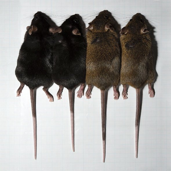 Subtiles variations génétiques affectant la longueur de la queue chez des souris
