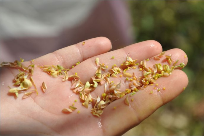 Echantillons de graines et de feuilles tenus dans une main