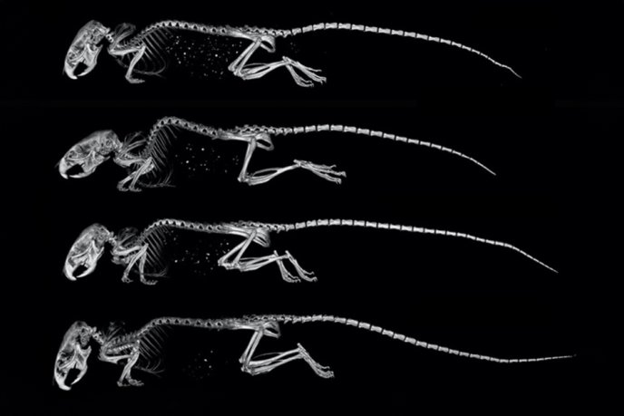 Squelettes de souris