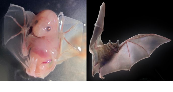 Un embryon de chauve-souris et une chauve-souris
