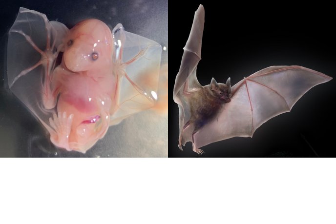 Un embryon de chauve-souris et une chauve-souris