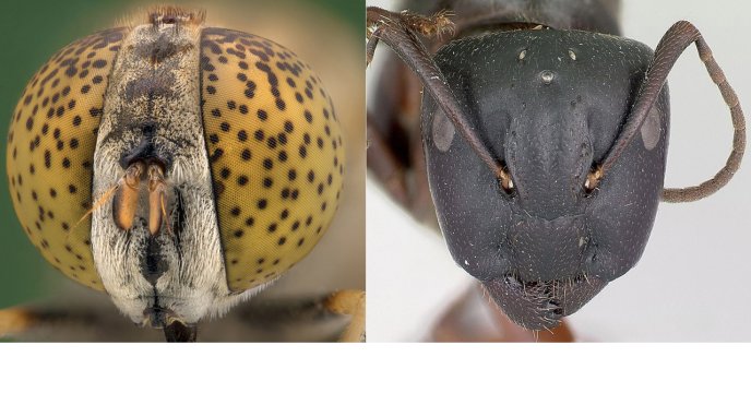 Display the full size picture: Gros plan de la tête d’une mouche aux yeux jaunes tachetés et d’une fourmi sombre aux antennes courbées, placées côte à côte