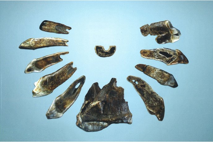 Afficher l'image en plein écran : Fragments fossilisés disposés en demi cercle