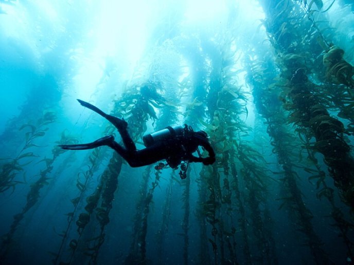 Afficher l'image en plein écran : Plongée sous-marine