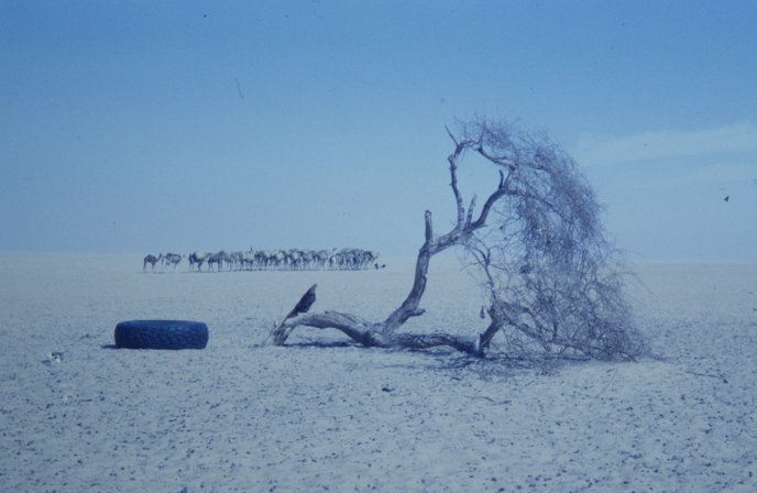 Afficher l'image en plein écran : Photographie représentant un arbre à thé couché sur le sol dans le désert