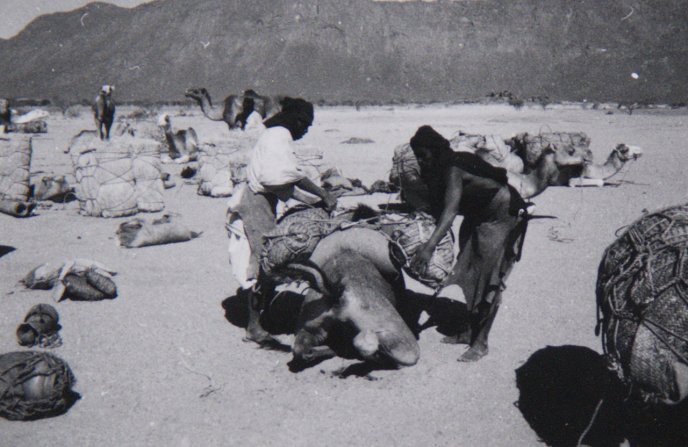 Afficher l'image en plein écran : Photographie représentant les Touareg Kel Ewey en train de constituer la caravane avant la traversée du désert