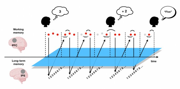 Afficher l'image en plein écran : Schéma illustrant le comptage séquentiel et les échanges entre mémoire de travail et mémoire à long terme