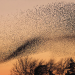 Photo d'un nuage d'oiseaux