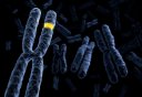 Chromosomes