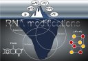 RNA modification enzymes