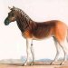 Drawing of a Quagga