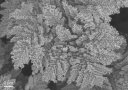 nanofougères
