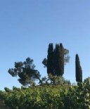 Arbres sur ciel bleu