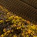 Champ en bordure de forêt vu du ciel