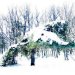 Arbres sous la neige