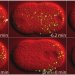 Image d'une cellule embryonnaire de ver rond