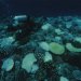 Tahitian corals