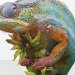 Multicolored chameleon